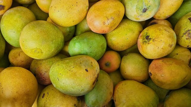 Close-up shot of Alphonso mangoes, also known as Hapus or Ratnagiri mangoes, on display for sale