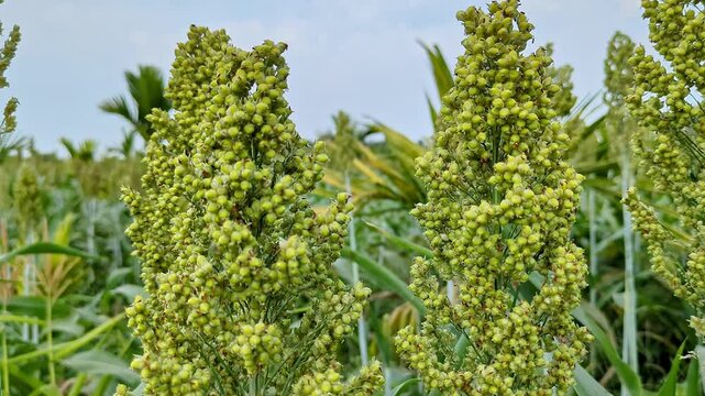 Close-up shot of fresh unripe Indian millet, sorghum, broomcorn or jowar swaying in the field