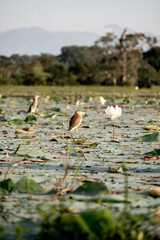 birds and flowers on a lake filled with lilies early in the morning, sri lanka, asia