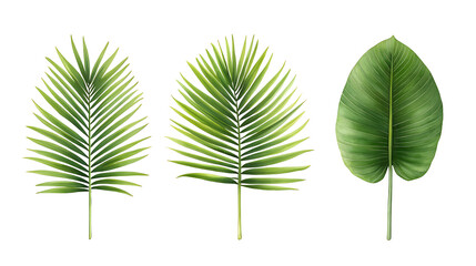Palm leaves set in isolated background, watercolor botanical painting. Jungle illustrations, banana leaf. Tropical plant