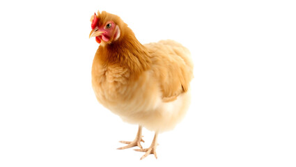 Fototapeta premium chicken isolated on white transparent background 