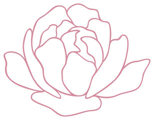 Peony Flower | Vector Line Art