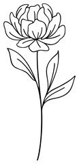 Peony Flower | Vector Line Art