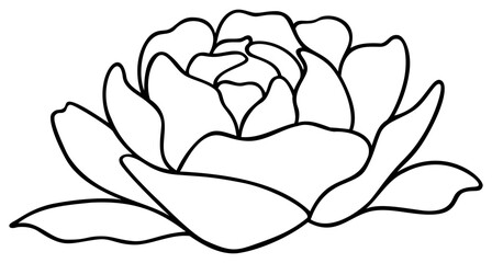 Peony Flower | Vector Line Art