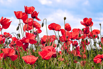 blooming poppy flowers in the field on a sunny day