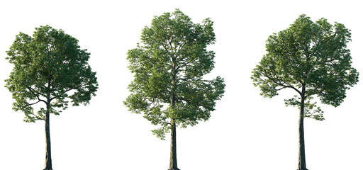 Set of Quercus michauxii (the swamp chestnut oak) isolated png in sunny daylight on a transparent background perfectly cutout