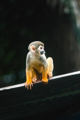 Cute Tropical Monkey in Tropical Forest - Amazonas, Colombia