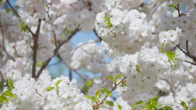 Flowers spring tree sun wind bloom colorful branch plant flora