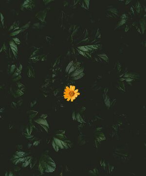 abstract floral background, Layia septentrionalis