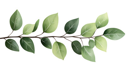Hand painted watercolor botanical branch with green leaves, natural foliage clipart floral design, isolated background
