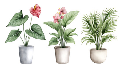 Fototapeta premium Watercolor illustration anthurium, fuchsia, quince flowers, palm, dracaena and calathea isolated, tropical plant drawing