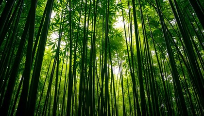 Enchanting Bamboo Forest Scene A Verdant Tranquil Escape. Towering Green Stalks Create A Soothing Natural Environment. Sunlight Streams, Enhancing The Serene Mood. A Peaceful View.