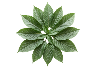 Feuilles basilic grand