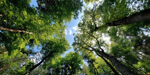 Fototapeta premium Lush forest canopy with sunlight filtering through the trees. Possible use Nature background
