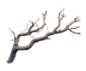 Dead tree branch nature artistic view isolated on transparent background