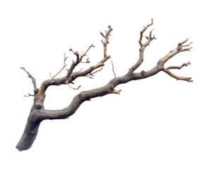 Dead tree branch nature artistic view isolated on transparent background