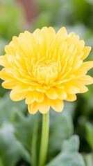 A vibrant yellow daisy-like flower with numerous delicate petals,  standing tall on a slender stem amidst blurred green foliage