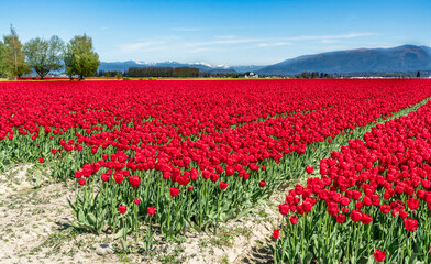 Brilliant Red Tulips