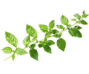Harvesting fresh basil leaves greenhouse botanical natural light isolated on transparent background