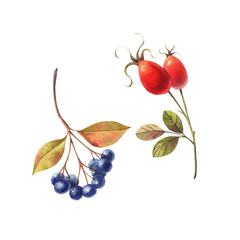 Chokeberry, rosehip with green leaves. Hand drawn watercolor illustration. Botanical isolated elements on a white background for seasonal design, packaging, invitations.