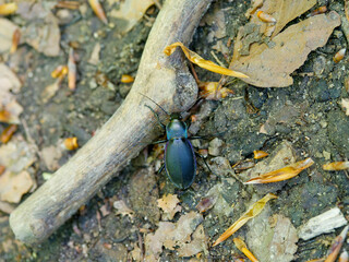 A smooth ground beetle (Calabus glabratus) with black body weakly shiny and steel-blue lustre on margins crossing a forest path among dead leaves
