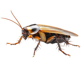 Insect encounter cockroach high-detail view isolated on transparent background