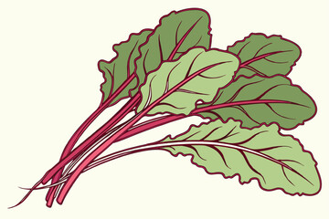 Beet Greens Vegetable Vector Illustration on White Background

