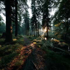 Obraz premium Forest Path to Water with Sunbeam Reflection