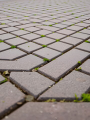 Close-up of an interlocking brick pavement with a herringbone pattern and small green weeds, Auckland, New Zealand