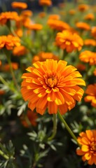 Golden Marigold Bloom, A Close-up Showcasing The Beauty Of Nature With Warm Sunlight And Shallow Depth Of Field Creates A Sense Of Serenity And Peace. A Vibrant Floral Image.