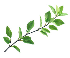 Nature's green leafy branch botanical freshness isolated on transparent background