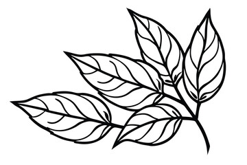 Curry Leaves Vegetable Vector Illustration Isolated on White Background

