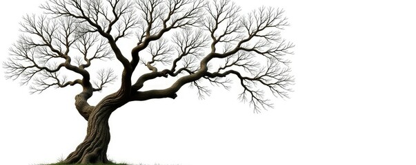 Obraz premium Twisted tree branches isolated on white background, tree, twigs