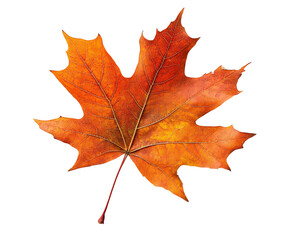 Autumn leaf falling nature scene leaf environment view isolated on transparent background