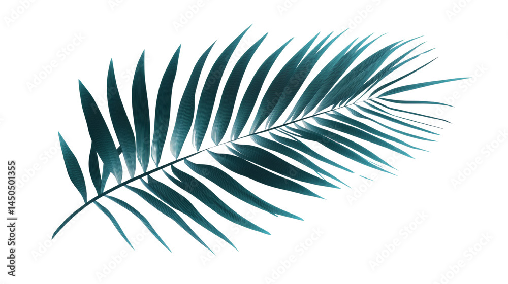 Poster elegant botanical teal palm frond, isolated on a clean transparent field, minimalistic tropical desi