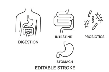 Understanding digestion and gut health in a flat vector illustration featuring intestines, stomach, and probiotics