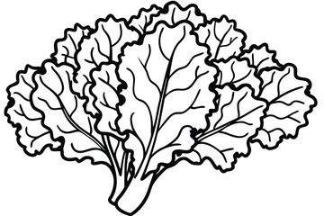 Kale Vegetable Vector Illustration Isolated on White Background

