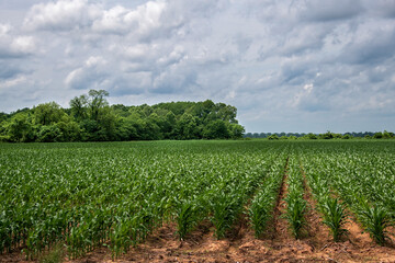Young Field Corn Plants in North Louisiana