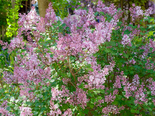 Syringa pubescens patula | Miss Kim lilac shrub producing panicles of purple tubular flower buds...