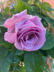 Close-up of a blooming rose
