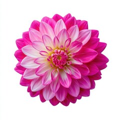 Pink dahlia flower close up photograph on white background