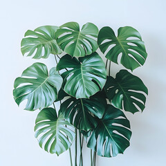 Monstera plant with large green leaves against a plain background