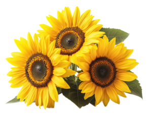 Vibrant sunflowers blooming in a garden nature bright environment isolated on transparent background