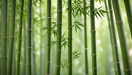 Fototapeta premium A peaceful view showcases multiple bamboo stalks in a lush green forest setting.
