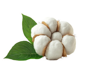 Cotton plant growth agricultural field natural environment top view isolated on transparent background