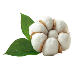 Cotton plant growth agricultural field natural environment top view isolated on transparent background