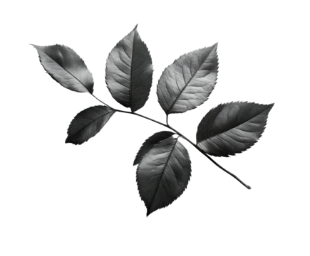Captivating black and white rose leaves natural beauty artistic imagery isolated on transparent background