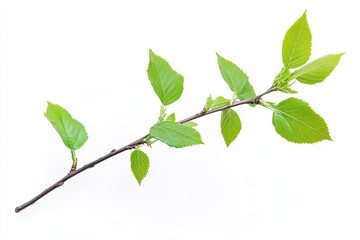 Fototapeta premium A branch with fresh green leaves isolated on white background