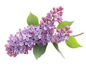 Vibrant lilac blooms in spring garden floral arrangement nature isolated on transparent background