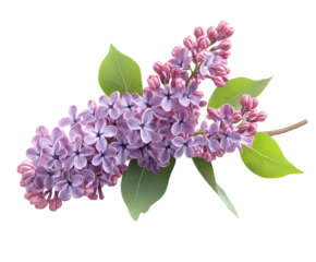 Vibrant lilac blooms in spring garden floral arrangement nature isolated on transparent background